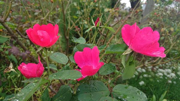 Hot pink roses on bush