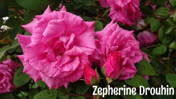 Deep pink Zepherine Drouhin rose