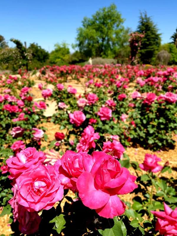 Pink roses, Australian Inland Botanic Garden