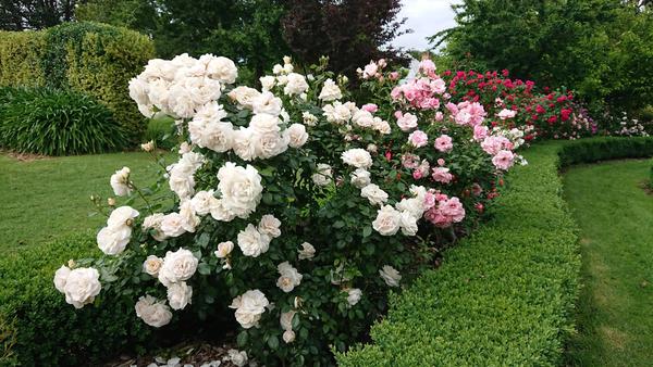 Formal hedged rose garden at Sages Cottage Farm