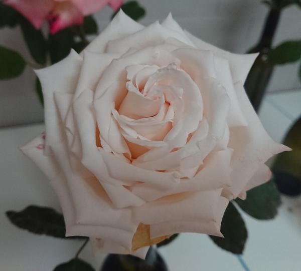 Pale blush April Hamer rose