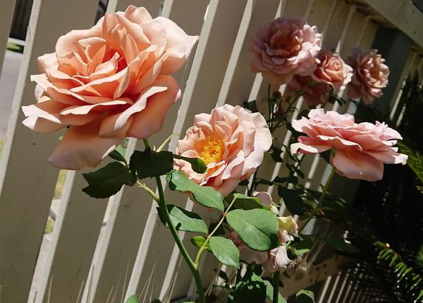 Coffee colour Soul Sister roses against a picket fence