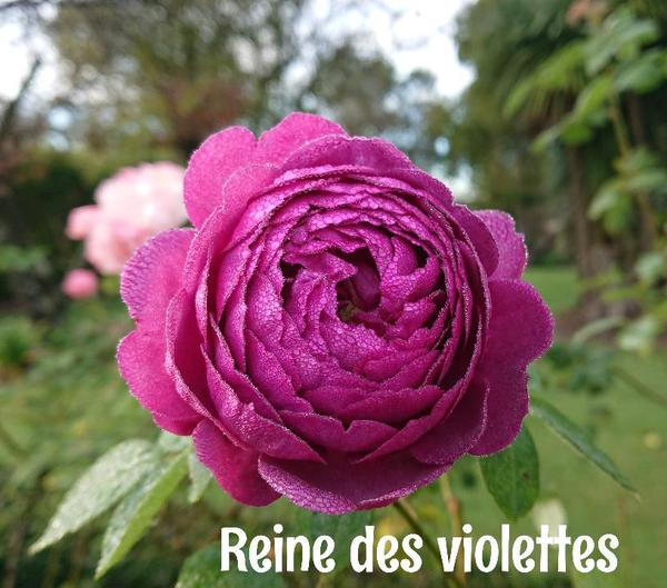 Purple Reine des Violettes rose