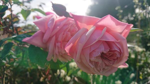 Pale pink rose blooms