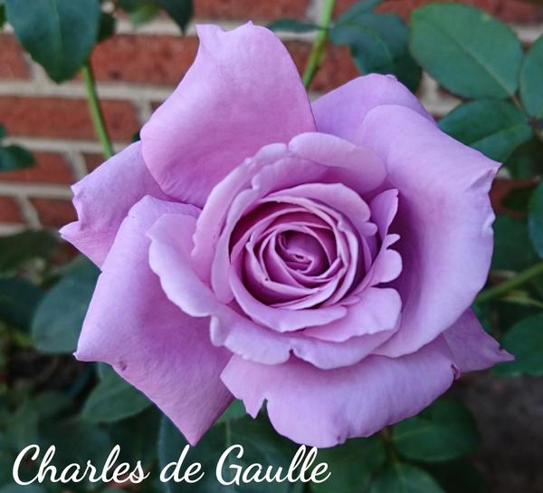 Mauve rose, Charles de Gaulle