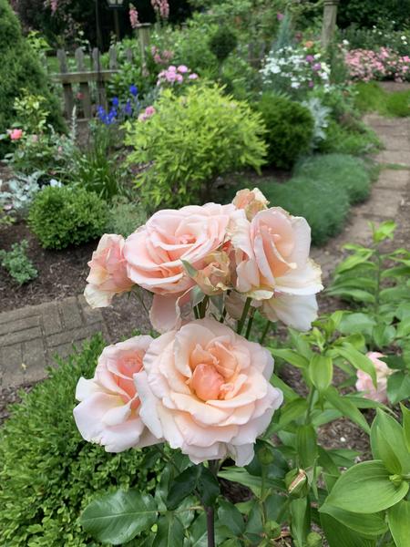 Pale apricot roses in foreground and cirved garden path and colorful garden beds in background