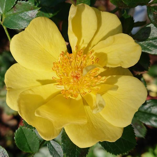 Bright yellow Gold Purse rose