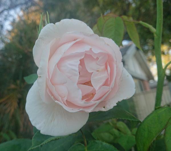 Very pale pink The Prioress rose