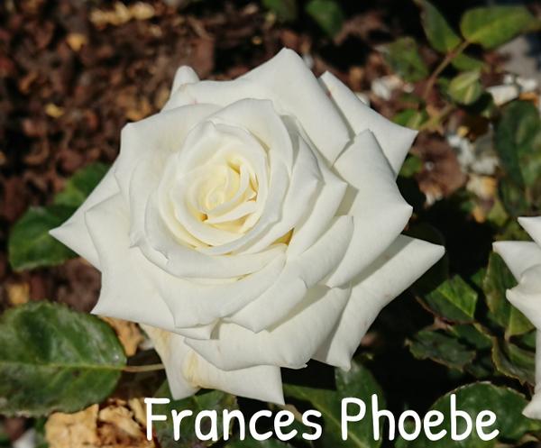 White rose, Francis Phoebe