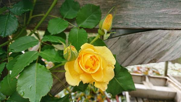 Yellow Gold Bunny rose on wooden boathouse