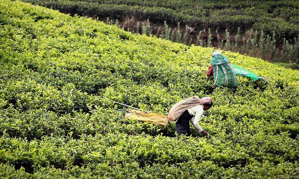 People harvesting tea by hand