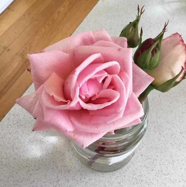 a pink rose with buds in a glass jar