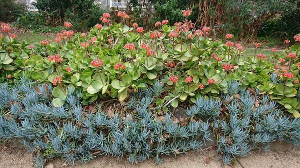 red flowering succulents and blue chalksticks succulents