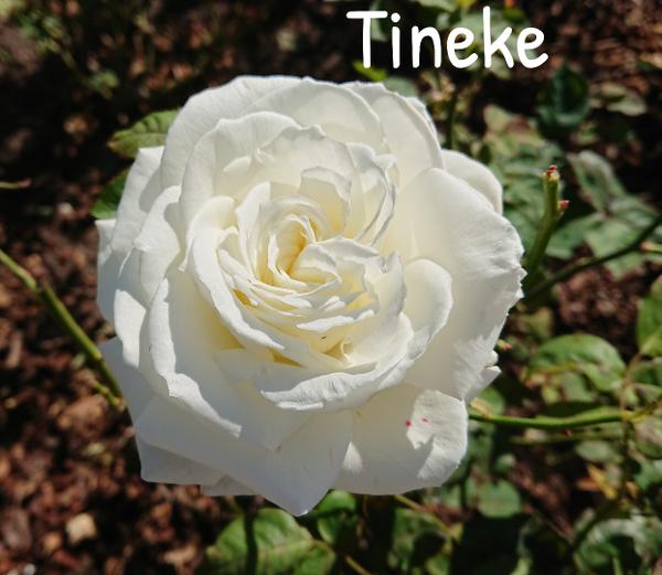 White rose, Tineke