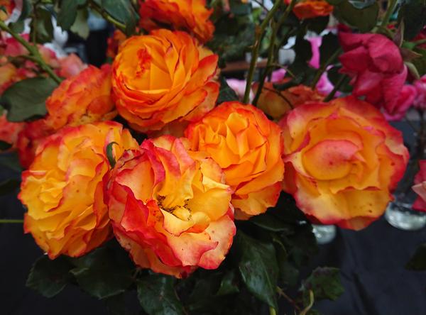 Red and yellow Tequila Sunrise rose.