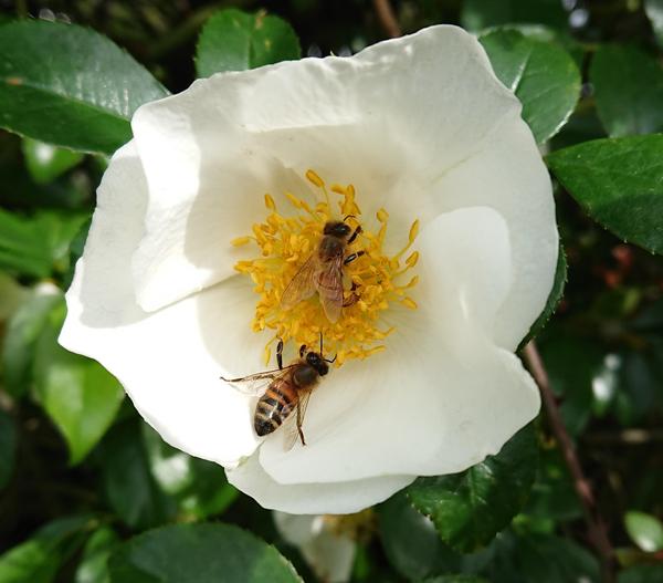 White rose with two bees rollig in the yellow stamens