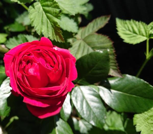 Red rose and green foliage of rose and raspberry plant
