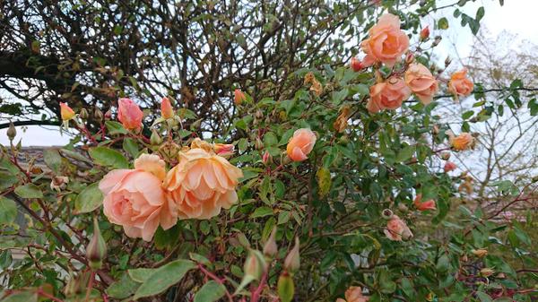 Apricot Crepuscule roses growing on an archway