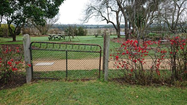 Japanese flowering quince growing along fence line.
