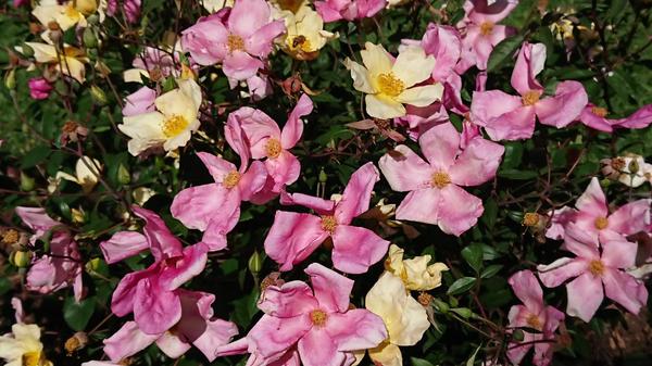 Pink and yellow Mutabilis rose blooms