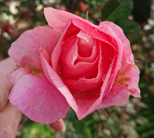 regular pink bloom on Lorraine Lee bush