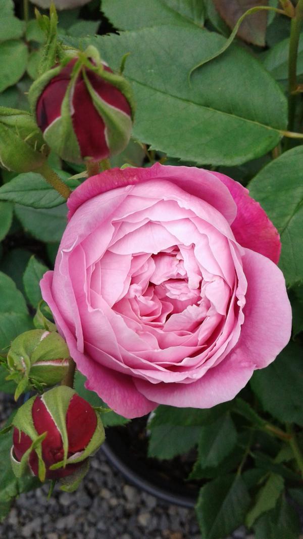 Lilac pink La Reine Victoria or the Shell Rose