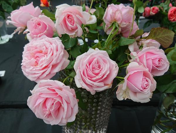 Pale pink Savoy Hotel roses
