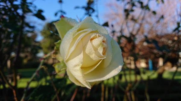 Creamy yellow Elina rose with dew drops