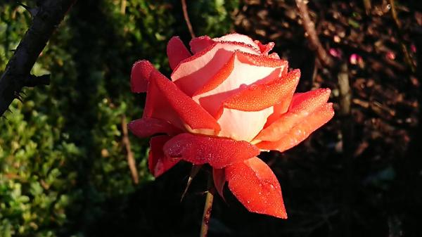 Orange rose with pale reverse