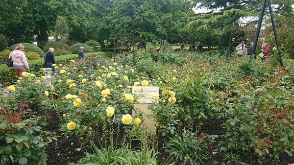 Rose beds with yellow roses