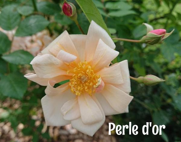 Pale apricot Perle d'or rose