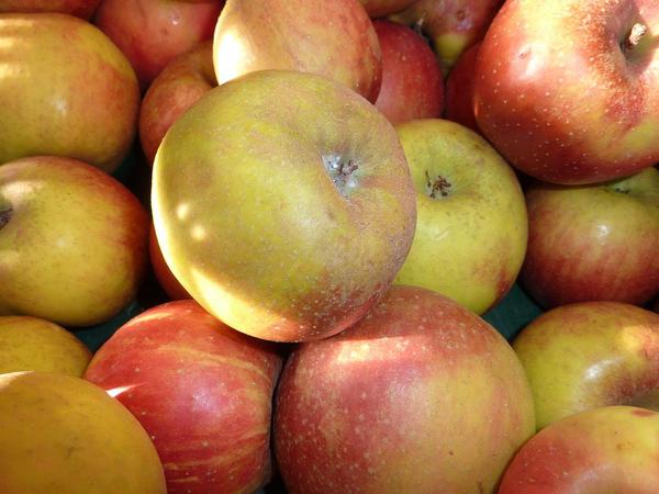 Belle de Boskoop apples.  Image by  axi-schnaxi from pixabay.com