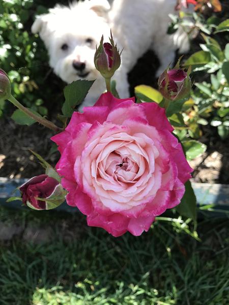 Pink and white Beautiful Girl rose in front of small white dog