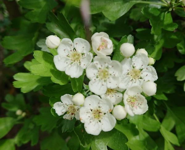White hawthorn blossoms and green leaves