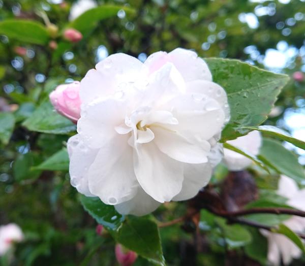 White camellia with pale pink buds