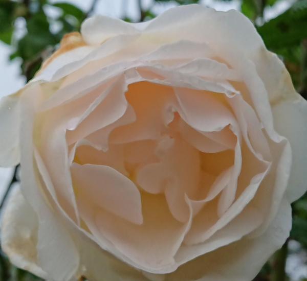 Creamy blush rose, maybe the Lion's Rose
