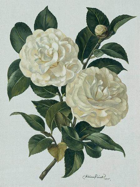 White Camellia - Adrian Feint