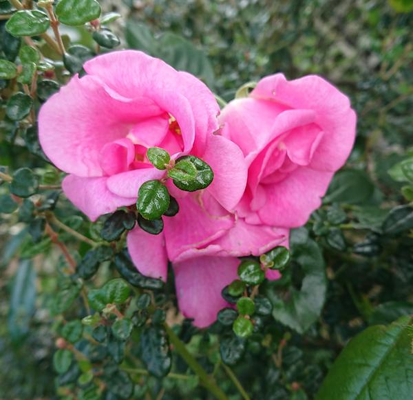 A heart-shaped cluster of mid pink rose blooms of Climbing Pinkie