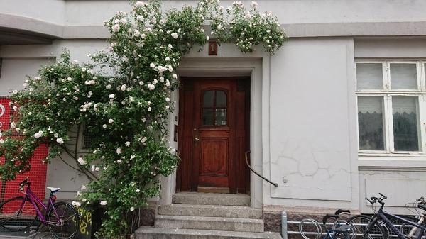 White climbing rose growing over doorway