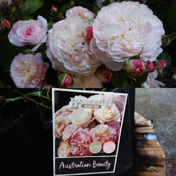 Blush cream rose with deep pink buds and Australian Beauty label