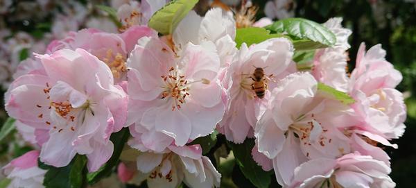 Blossom and bee