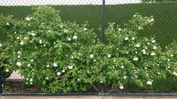 White climbing rose on tennis court fence