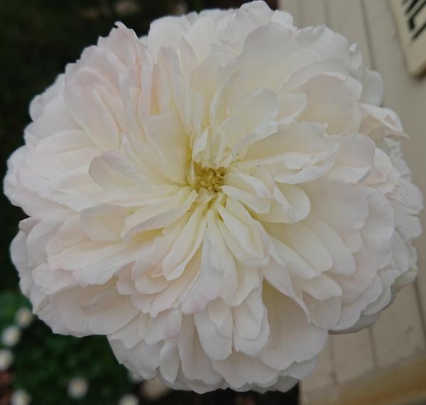 White Tranquillity rose