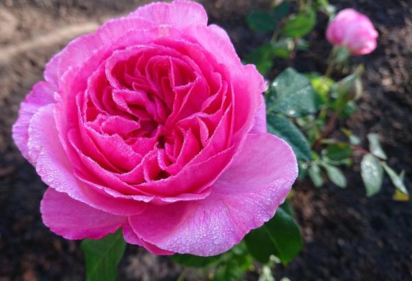 Deep pink Gertrude Jekyll rose