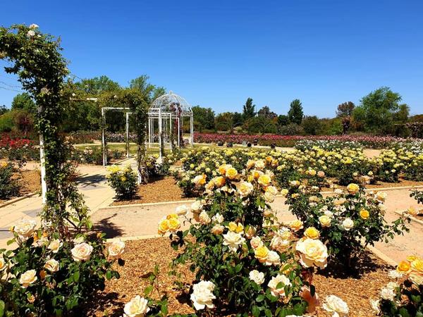 Rose Garden, Australian Inland Botanic Garden