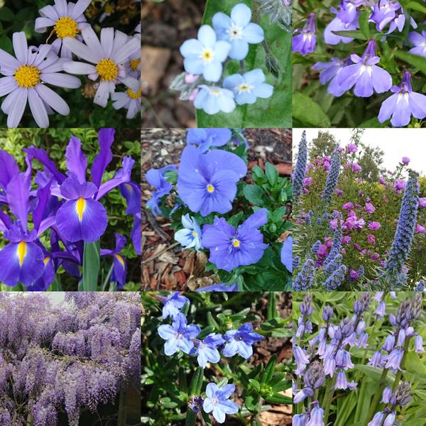 A selection of flowers in varying shades of blue