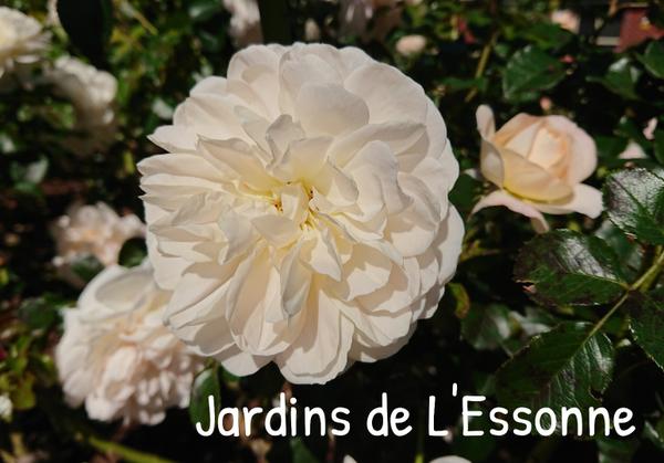 White rose, Jardins des L'Essonne
