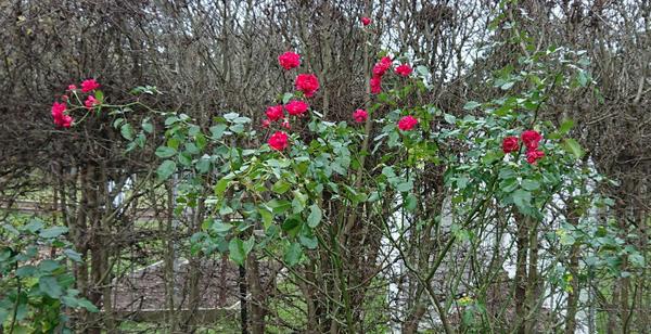 Red roses blooming against bare hawthorn hedge