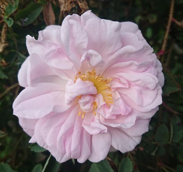 Pale pink rose with yellow stamens
