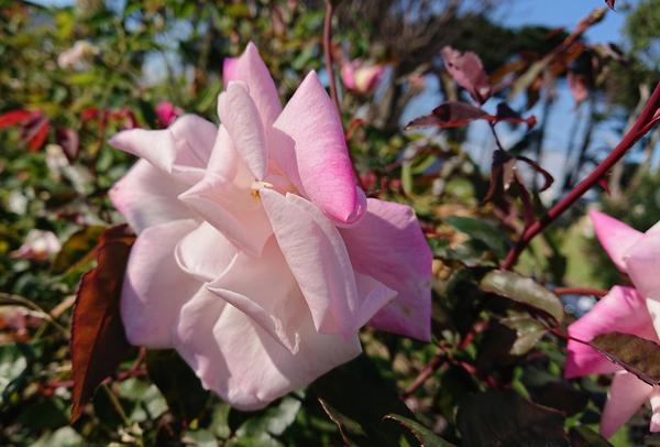 Pale pink Madame Antoine Mari rose